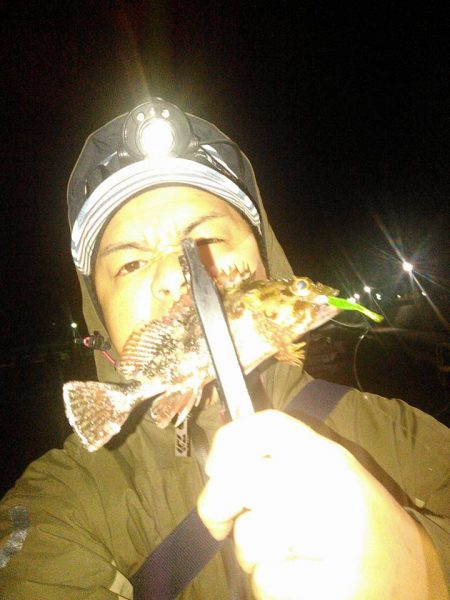 メバルアジガシラ